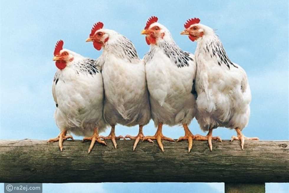 ارتفاع مفاجئ في أسعار الدواجن اليوم في مصر: تعرف على التفاصيل هنا