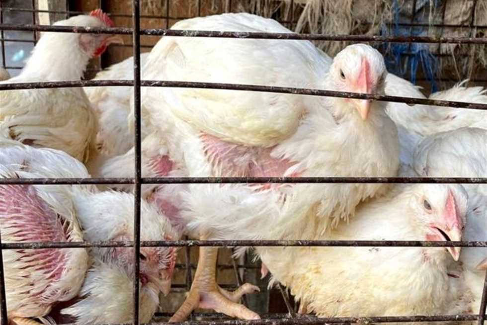 ارتفاع مفاجئ في أسعار الدواجن والبيض في مصر اليوم السبت: ما السبب وكيف سيؤثر على المستهلك؟